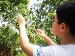 -樱桃山旅游景区