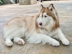 -TrueLove @ Neverland (Husky Cafe)