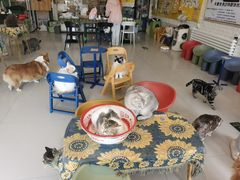 -平行世界·猫咖(首经贸店)