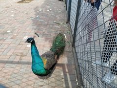 -长白岛森林公园