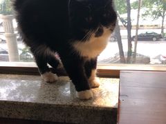 -more than meow吴止猫主题餐厅(承德 中船汇店)