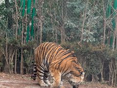 -上海野生动物园老虎餐厅
