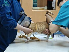 -联合动物医院(光谷诊疗中心)
