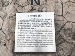 -广东惠东海龟国家级自然保护区