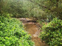 -大亚湾红树林城市湿地公园