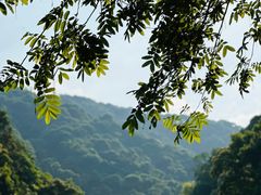-龙井壹号·茶缘山景宴(龙井村店)