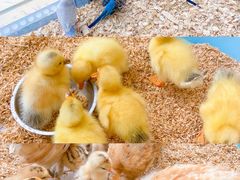 -怪兽屋·羊驼·猫咖·狗咖(俊华广场店)