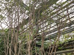 -呀路古热带植物园