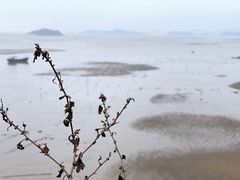 -北岐滩涂