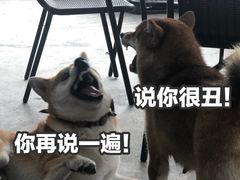 -柴犬高等学院·狗咖·柴犬售卖·宠物训练