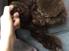 -犬也宠物造型(恒茂国际都会商业街店)