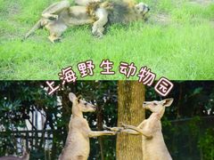 -上海野生动物园