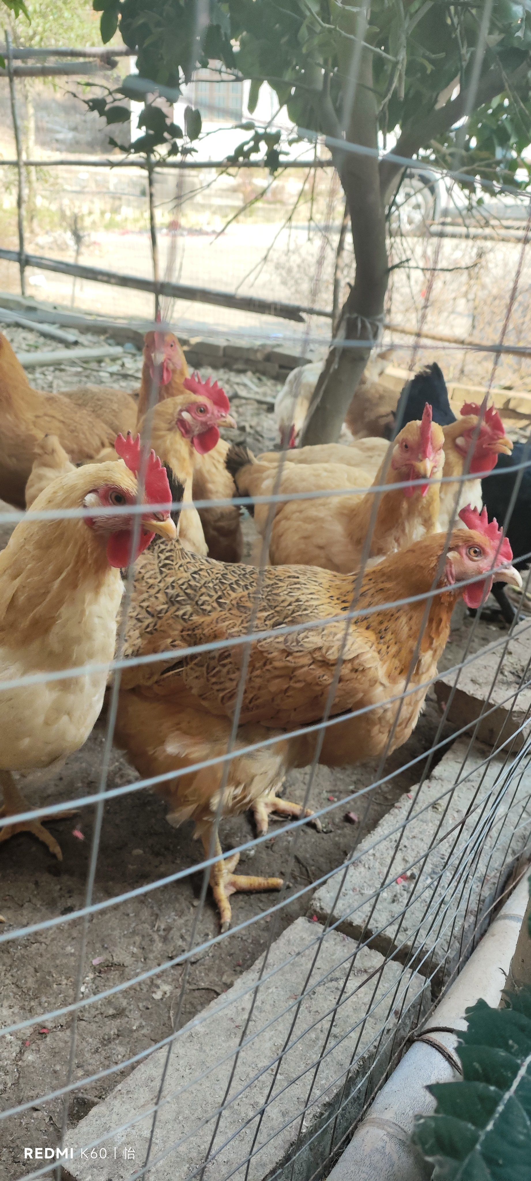 乡野鸡群嬉戏场