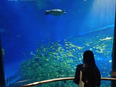 -成都浩海立方海洋公园