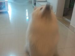 -杨记下沙盐焗鸡(罗湖店)