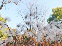 -上海吴淞炮台湾国家湿地公园