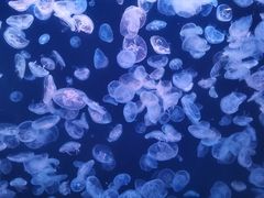 -大连老虎滩海洋公园