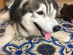 -more than meow吴止猫主题餐厅(承德 中船汇店)