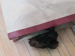 -都士牧人现烤牛肉干