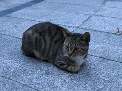 -上海科学技术职业学院