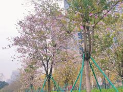 -洲头咀公园