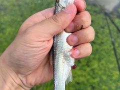 -光明牧业有限公司金山种奶牛场