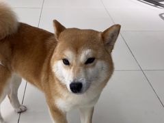 -怪兽屋·羊驼·猫咖·狗咖(俊华广场店)