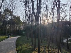 -昆山城市生态森林公园