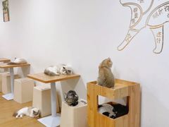 -有喵·猫咖·狗咖·40+猫狗有小奶狗(岗厦店)