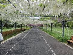 -东平国家森林公园