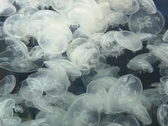 -芜湖新华联大白鲸海洋公园