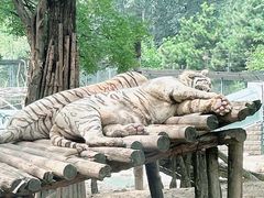 -北京野生动物园