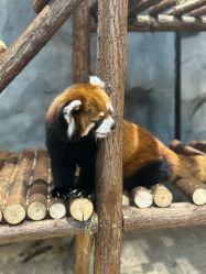 -Zoolung Zoolung动物主题公园(海信广场店)