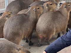 -上海野生动物园