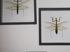 -上海昆虫博物馆