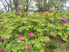 -洛阳市隋唐城遗址植物园