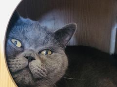 -猫咪咖啡店(新城大街店)