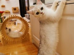 -momokira米努特·德文卷毛猫·棉花面纱犬