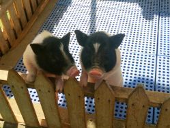 -萌宠亲子动物乐园(槐房万达店)