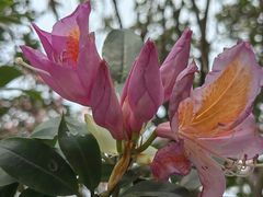 -梧桐山风景名胜区