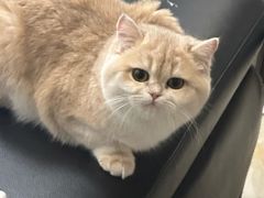 -猫十亿·布偶金渐层·曼基康矮脚猫舍(青年路店)