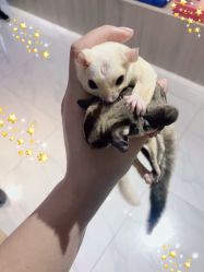 -Moni星球萌宠·小马宝莉·灵蛇·高端高阶全萌宠互动体验俱乐部(红豆国际广场店)