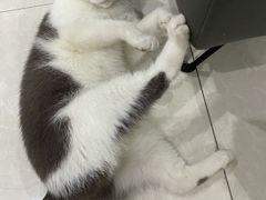 -艾贝尔宠物医院·24H转诊中心·肿瘤猫专科(江宁双龙店)