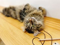 -李小姐の猫咖啡馆(五角场店)
