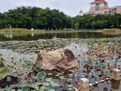 -映月湖公园