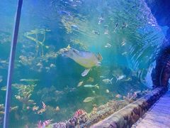 -华夏文旅海洋公园