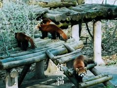 -都江堰中华大熊猫苑