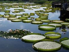 -荷塘月色湿地公园·向阳花洲