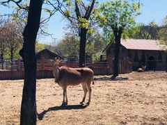 -石家庄市动物园