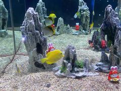 -烟台海昌鲸鲨海洋公园